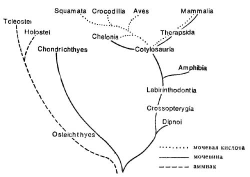 Схема эволюции процессов выделения продуктов азотистого обмена у животных