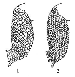 Верхняя сторона голени: — грузинской ящерицы, Lacerta rudis; — скальной ящерицы, Lacerta saxicola