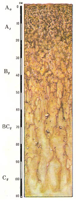 Профиль бурых лесных глеевых (грунтового и смешанного увлажнения) почв