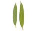 Ива остролистная (верба) — Salix acutifolia