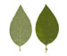 Кизильник черноплодный — Cotoneaster melanocarpus