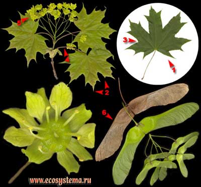 Клён остролистный, или платановидный — Acer platanoides L.