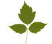 Клен ясенелистный — Acer negundo
