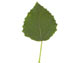 Тополь дрожащий (осина) — Populus tremula