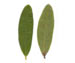Багульник болотный — Ledum palustre