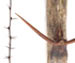 Барбарис обыкновенный — Berberis vulgaris