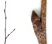 Береза бородавчатая — Betula pendula