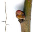 Боярышник кроваво-красный — Crataegus sanguinea