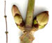 Бузина обыкновенная — Sambucus racemosa