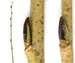 Ива ломкая (ракита) — Salix fragilis