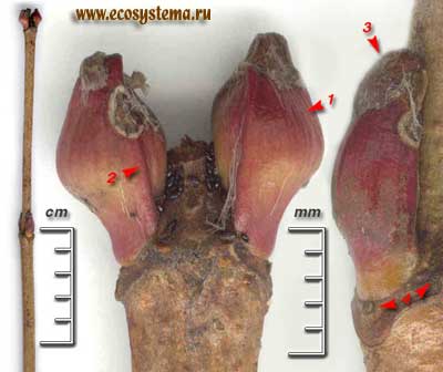 Калина обыкновенная, или красная — Viburnum opulus L.