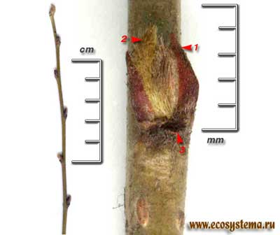 Кизильник черноплодный — Cotoneaster melanocarpus Fisch. ex Biytt.