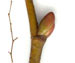 Липа мелколистная — Tilia cordata