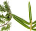 Можжевельник обыкновенный — Juniperus communis