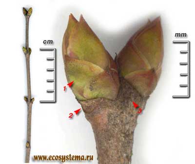 Сирень обыкновенная — Syringa vulgaris L.