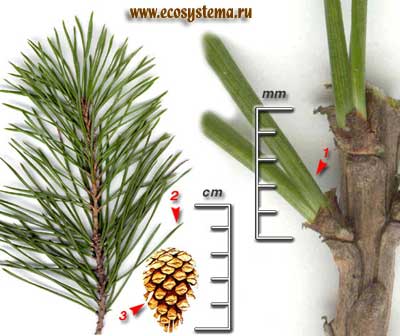 Сосна обыкновенная — Pinus sylvestris L.