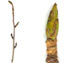 Тополь бальзамический — Populus balsamifera