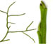 Черника — Vaccinium myrtillus