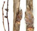 Смородина пушистая — Ribes spicatum