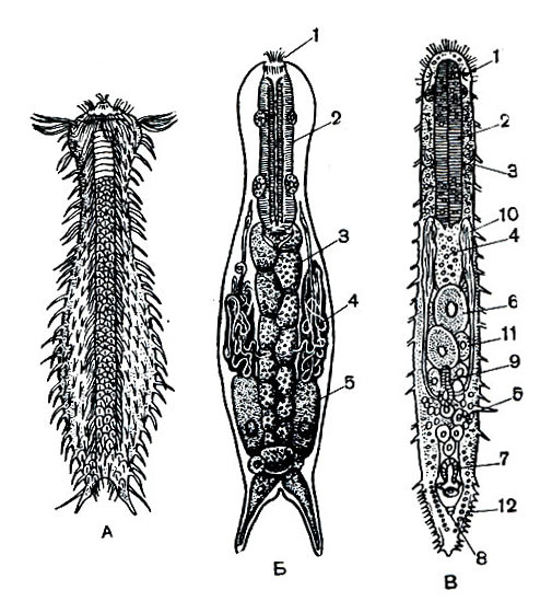 Строение гастротрих. А — пресноводная гастротриха Chaetonotus maximus; Б — анатомия пресноводной гастротрихи из отряда Chaetonotida: 1 — ротовое отверстие; 2 — пищевод; 3 — средняя кишка; 4 — протонефридии; 5 — яйцо. В — морская гастротриха Macrodasys buddenbrocki из отряда Macrodasyida: 1 — обонятельные ямки; 2 — пищевод; 3 — пищеводные поры; 4 — средняя кишка; 5 — яичник; 6 — яйца; 7 — семе приемник; 8 — анальное отверстие; 9 — мужской совокупительный орган; 10 — семенник; 11 — семяпровод; 12 — присасывательные ножки