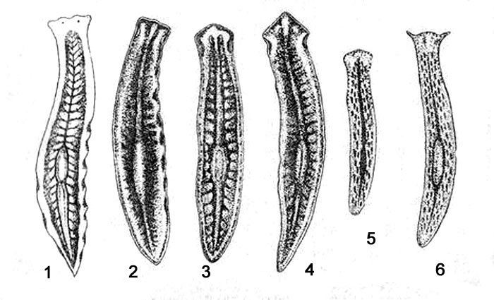 Наиболее распространенные вида пресноводных планарий: 1 - белая (Dendrocoelum lacteum), 2 - бурая (Planaria torva), 3 - траурная (Planaria lugubris), 4 - углоголовая (Planaria gonocephala), 5 - чёрная (Polycelis nigra), 6 - рогатая (Polycelis cornuta)
