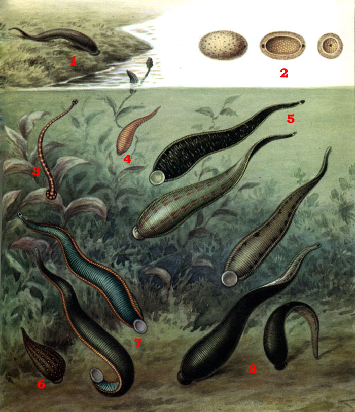 Пиявки: 1 — пиявка, выползшая на берег для откладки яиц; 2 — коконы медицинской пиявки; слева — целый, в центре — в продольном разрезе, справа — в поперечном разрезе. 3 — пиявка рыбья (Piscicola geometra); 4 — пиявка двуглазая, или гелобделла (Helobdella stagnalis), 5 — пиявка медицинская (Hirudo medicinalis - вид снизу и сверху); 6 — пиявка улитковая (Glossiphonia complanata); 7 — конская пиявка (Limnatis nilotica, вид снизу и сверху); 8 — пиявка большая ложноконская (Haemopis sanguisuga, вид снизу и сверху)