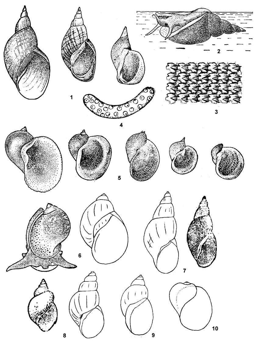 Наиболее распространенные виды прудовиков средней полосы России: 1 - прудовик обыкновенный Lymnaea stagnalis и его изменчивость, 2 - прудовик обыкновенный на поверхности воды, 3 - тёрка обыкновенного прудовика, 4 - кладка обыкновенного прудовика, 5 - прудовик ушковый Lymnaea auricularia) и его изменчивость, 6 - прудовик овальный Lymnaea ovata), 7 - прудовик болотный Lymnaea palustris), 8 - прудовик усеченный Lymnaea truncatula), 9 - прудовик вытянутый (Lymnaea peregra), 10 - прудовик плащеносный, или плащеноска слизистая (Lymnaea glutinosa)