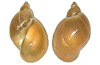 прудовик вытянутый (Lymnaea peregra)