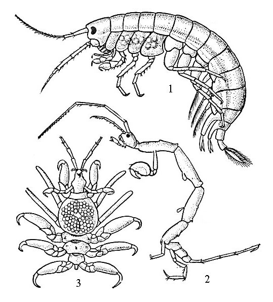 Строение бокоплавов: 1- Gammarus; 2 - Gaprella anatifera; 3 - Paracyamus boopis