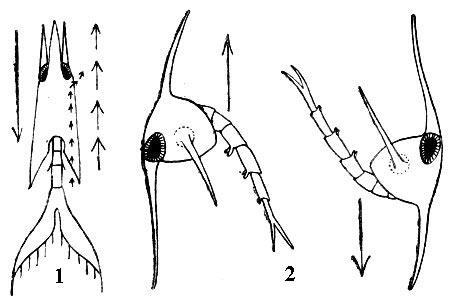 Движения зоэа Munida (1) и крабов (2)