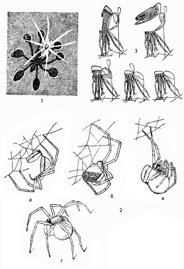 Паук-охотник (Dolomedes): 1 - паук на поверхности воды и его тень на дне, 2 - изготовление яйцевого кокона: а - плетение основы, б - откладка яиц, в - округление кокона, г - перенос кокона, 3 - линька паука