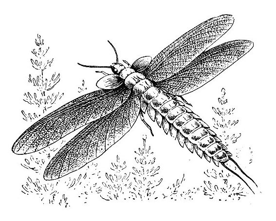 Реконструкция палеодиктиоптеры (Palaeodictyoptera)