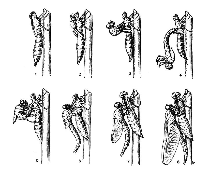 Последовательные стадии вылупления стрекозы-коромысла (Aeschna)