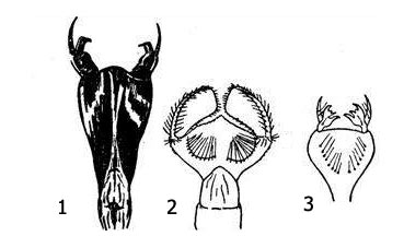 Различные типы масок у личинок стрекоз: 1 – плоская маска типа стрекозы-коромысла (Aeschna); 2 – шлемовидная маска бабки (Corduliidae); 3 – шлемовидная со сложными зубцами маска лютки (Lestidae)