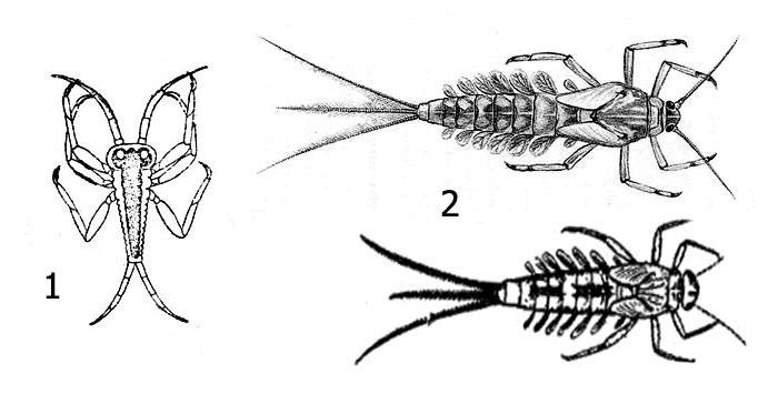 Личинки подёнки бетис (Baetis sp.): 1 - личиночка 1-й стадии (larvula), 2 - личинки поздних стадий (нимфы)