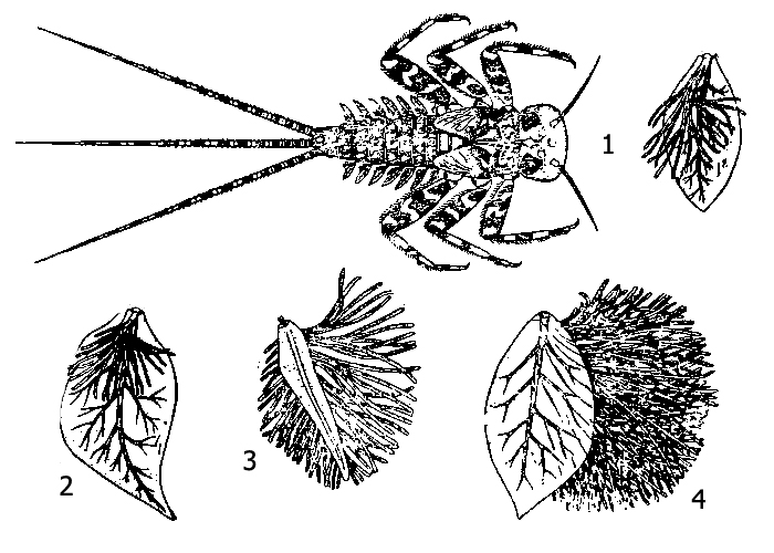 Личинка подёнок рода Heptagenia: 1 - личинка Heptagenia sulphurea и ее трахейная жабра (4-я пара), 2 - трахейная жабра (4-я пара) личинки Heptagenia fuscogrisea, 3 - трахейная жабра (4-я пара) личинки Heptagenia coerulans, 4 - трахейная жабра (4-я пара) личинки Heptagenia flava