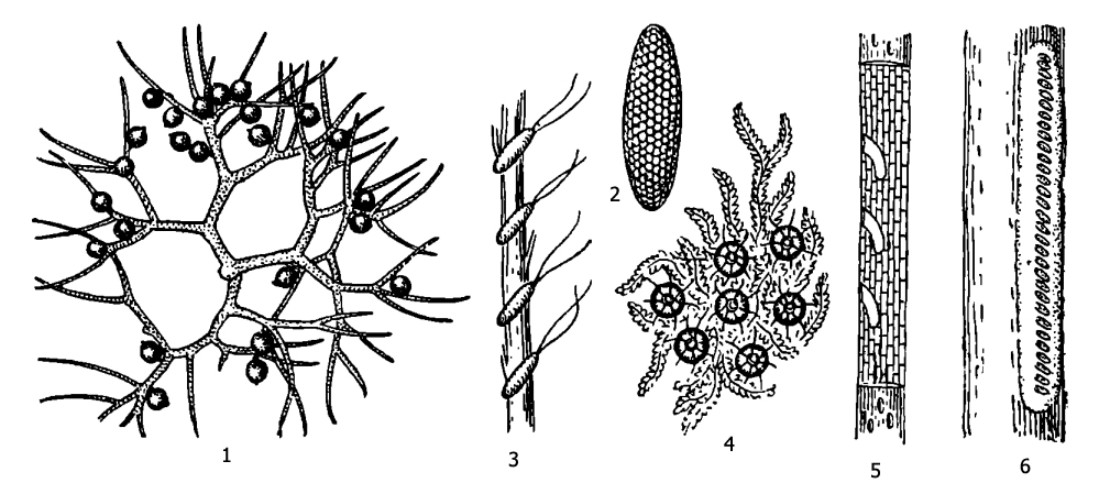 Яйца водных клопов: 1 - гребляка зубчатоногого (Corixa dentipes) на водяном лютике, 2 - гладыша (Notonecta glauca), 3 - ранатры (Ranatra linearis), 4 - водяного скорпиона (Nepa cinerea), 5 - плавта (Naucoris cimicoides), 6 - водомерки (род Gerris)