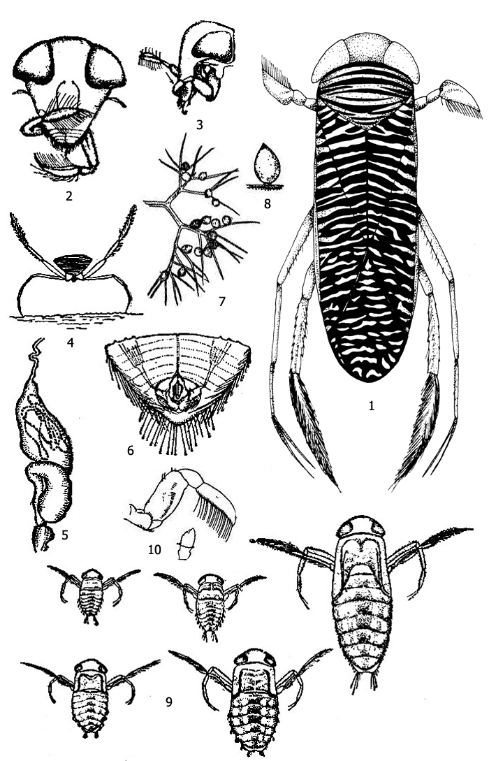 Гребляк штриховатый (Sigara striata): 1 - внешний вид, 2 - голова и передние ноги (вид спереди), 3 - голова и передние ноги (вид сбоку), 4 - гребляк на дне водоёма (вид спереди), 5 - пищеварительный канал гребляка с заглоченной водорослью, 6 - ротовое отверстие гребляка и его мускулы расширители, 7 - яйца гребляка на водяном лютике, 8 - отдельное яйцо, 9 - пять личиночных стадий гребляка, 10 - передняя конечность с 