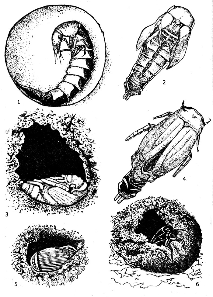 Рис. 4. Плавунец окаймленный (Dytiscus marginalis): 1 - личинка в пещерке перед линькой на куколку, 2 - куколка, 3 - куколка в своем ложе, 4 - линька на имаго, 5 - молодая самка в куколочном ложе в период окрашивания, 6 - выход взрослого жука
