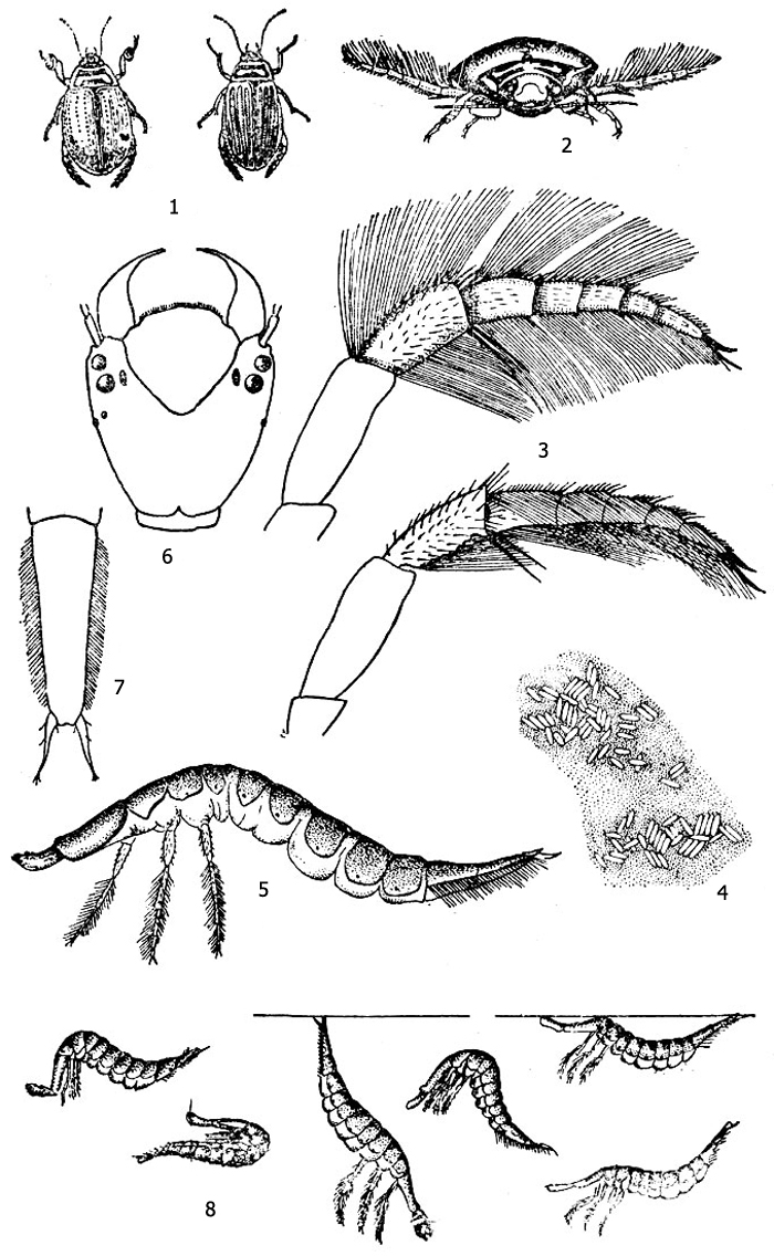 Рис. 1. Полоскун борозчатый (Acilius sulcatus): 1 - самец (слева) и самка (справа), 2 - поза при плавании, 3 - плавательная нога в двух положениях - в фазе гребка (вверху) и в фазе возврата (внизу), 4 - яйцевая кладка, 5 - личинка полоскуна, 6 - голова личинки, 7 - кончик тела личинки, 8 - позы плавания личинки
