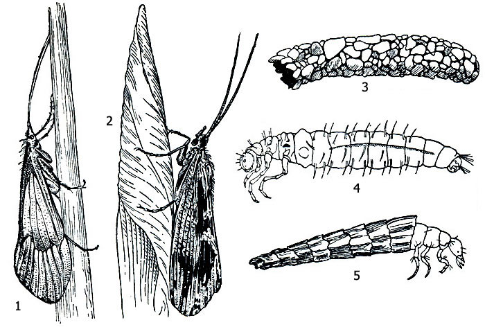 Рис. 1. Ручейники: 1 - стенофил (Stenophylax permistus), 2 - фриганеа (Phryganea grandis), 3 и 4 - домик и личинка стенофила (Stenophylax), 5 - личинка фриганеа (Phryganea striata) в домике