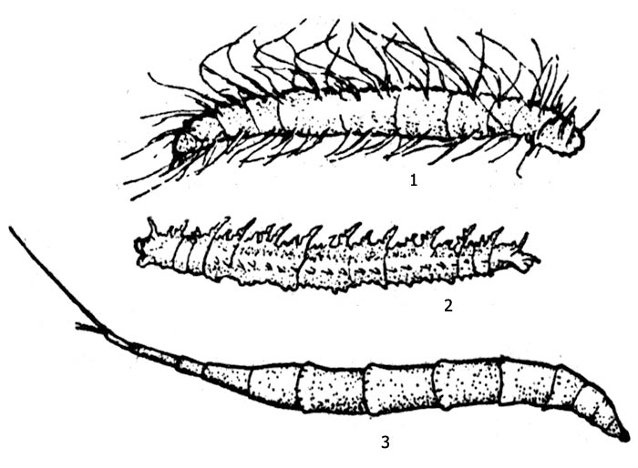 Рис. 2: Личинки других систематических групп, похожих на долгоножек (см. в тексте): 1 - фалакроцера (Phalacrocera repicata), 2 - диогма, или цилиндротома (Diogma glabrata), 3 - - птихоптера (род Ptychoptera)