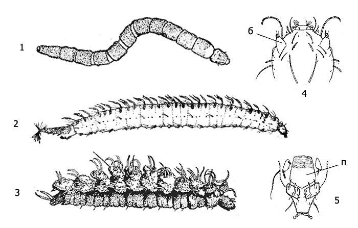 Рис. 1. Бабочницы (семейство Psychodidae): 1 - личинка бабочницы (Psychodidae), 2 - личинка хохлоноски, или перикомы (Pericoma sp.), 3 - личинка Clytocerus, 4 - голова Clytocerus (б - бугорки), 5 - последний сегмент тела личинки перикомы (Pericoma sp.)(п - пластинка)