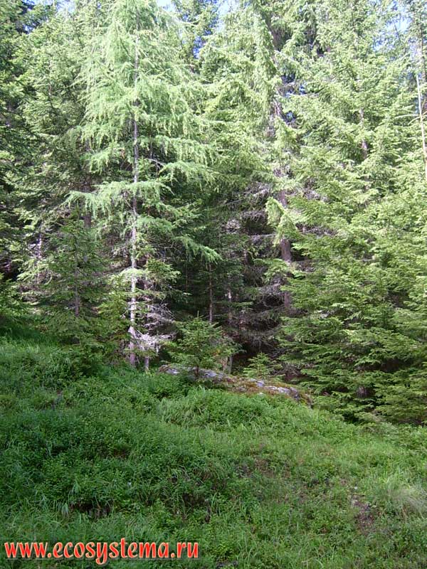 Spruce dark coniferous forest with blueberries and grasses in the herb-shrub layer. The height is about 2000 m above sea level. Outskirts of the Lainach village, near the town of Winklern. Hohe Tauern National Park, Carinthia, southern Austria