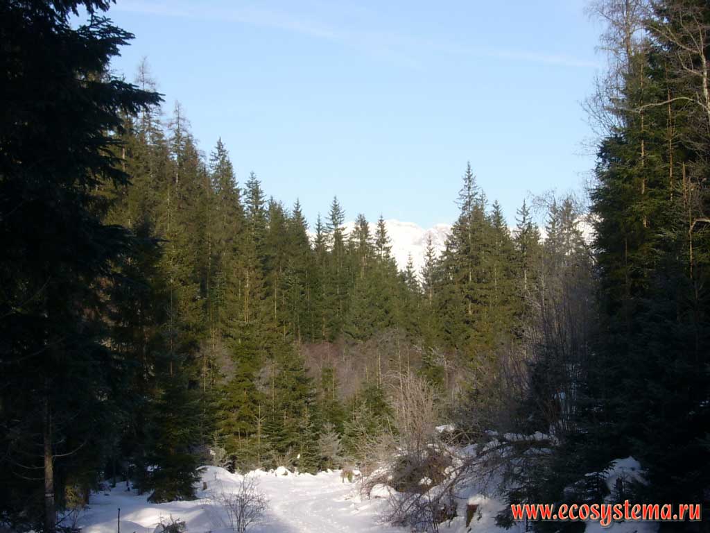 Middle-aged coniferous forests (spruce and fir) in the river valley on the northern macroslope of the Hohe Tauern mountain massif, at an altitude of about 1,700 m above sea level in the area between Radstadt and Obertauern. Salzburg, Southern Austria