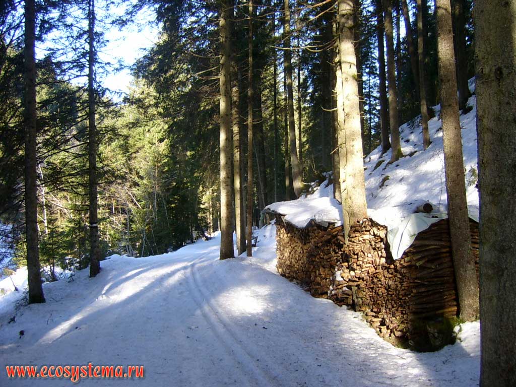 Темнохвойный лес (еловый, ельник) и местные лесозаготовки на северном макросклоне горного массива Высокий Тауэрн (Hohe Tauern), на высоте около 1700 м над уровнем моря, в районе между Радштадтом (Radstadt) и Обертауэрном (Obertauern). Земля Зальцбург, южная Австрия
