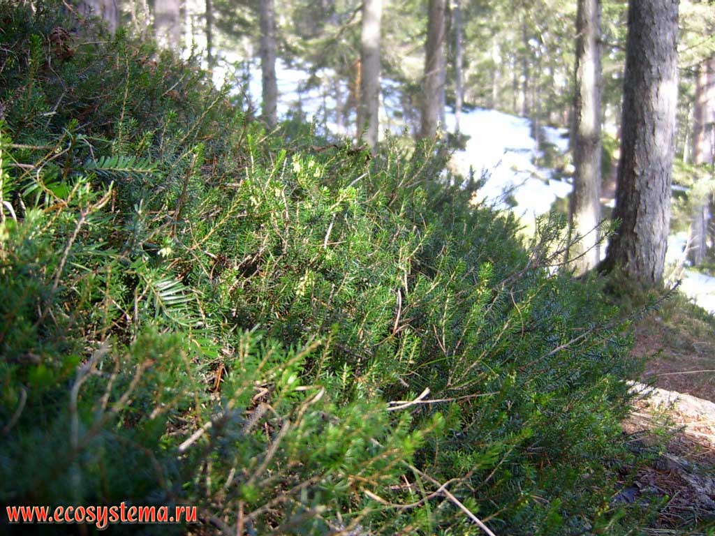 Crowberry (Empetrum, Ericales) in the light-coniferous pine forest with a mixture of spruce and fir on the slopes of the Dachstein mountain (Dachsteingruppe). The height is about 2000 m above sea level. The surroundings of Ramsau am Dachstein, Steiermark, southern Austria