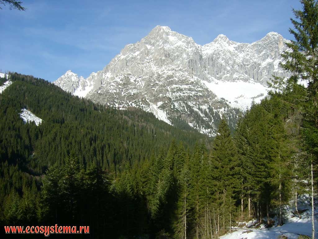 Dachstein Mountain Ridge with the top of Hoherdachstein (2995 m) with dark coniferous spruce forests on the slopes - karst mountain area, the second highest mountain in the Northern Limestone Alps. The surroundings of Ramsau am Dachstein, Steiermark, southern Austria