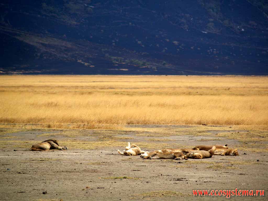 The pride (family) of African Lions (Panthera leo)
(family Cats - Felidae, order Predatory Mammals - Carnivora).
Tanzania, the Ngorongoro caldera