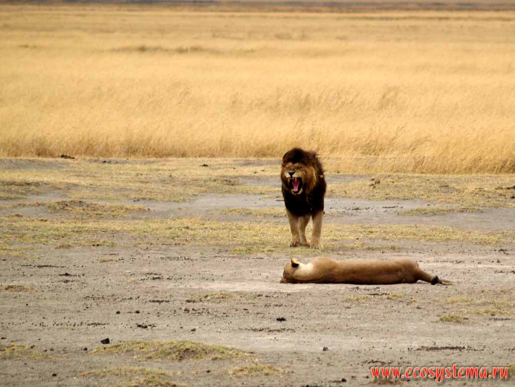 African Lion (Panthera leo) - adult male and female
(family Cats - Felidae, order Predatory Mammals - Carnivora).
Tanzania, the Ngorongoro caldera